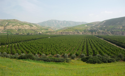 Les petites et moyennes exploitations Agricoles : quel avenir ?